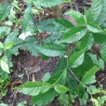What is Iboga Compared to Cannabis