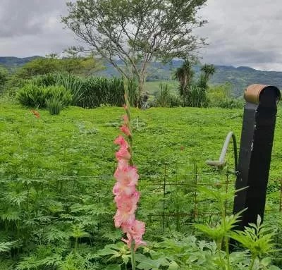 Ibogaine Treatment Center